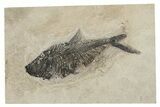 16.6" Fossil Fish (Diplomystus) - Wyoming - #198772-1